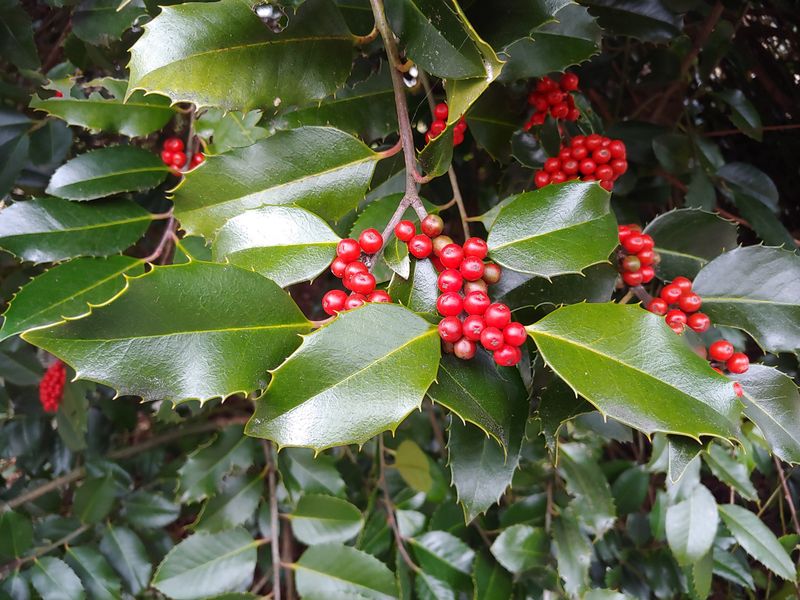 American Holly