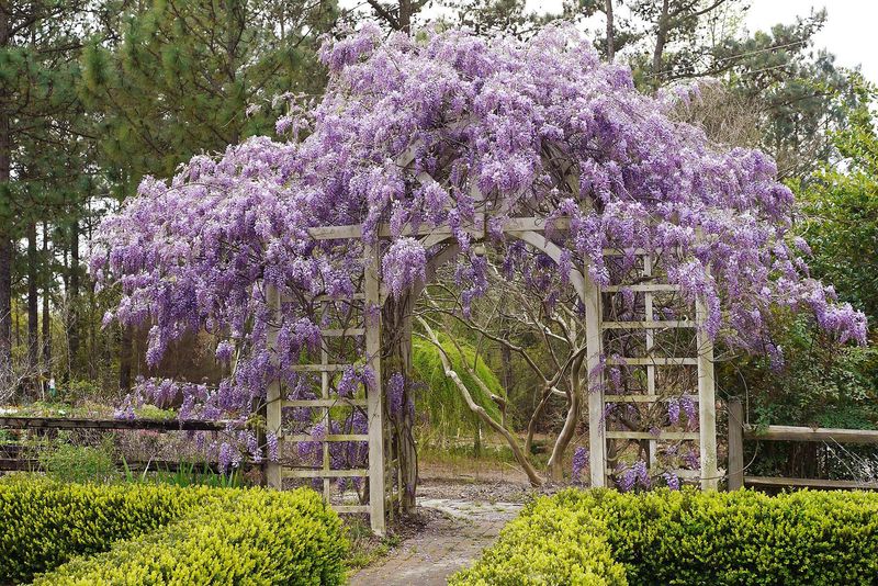 American Wisteria