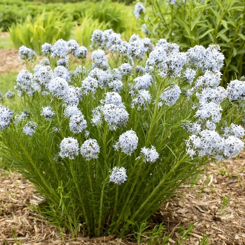 Amsonia