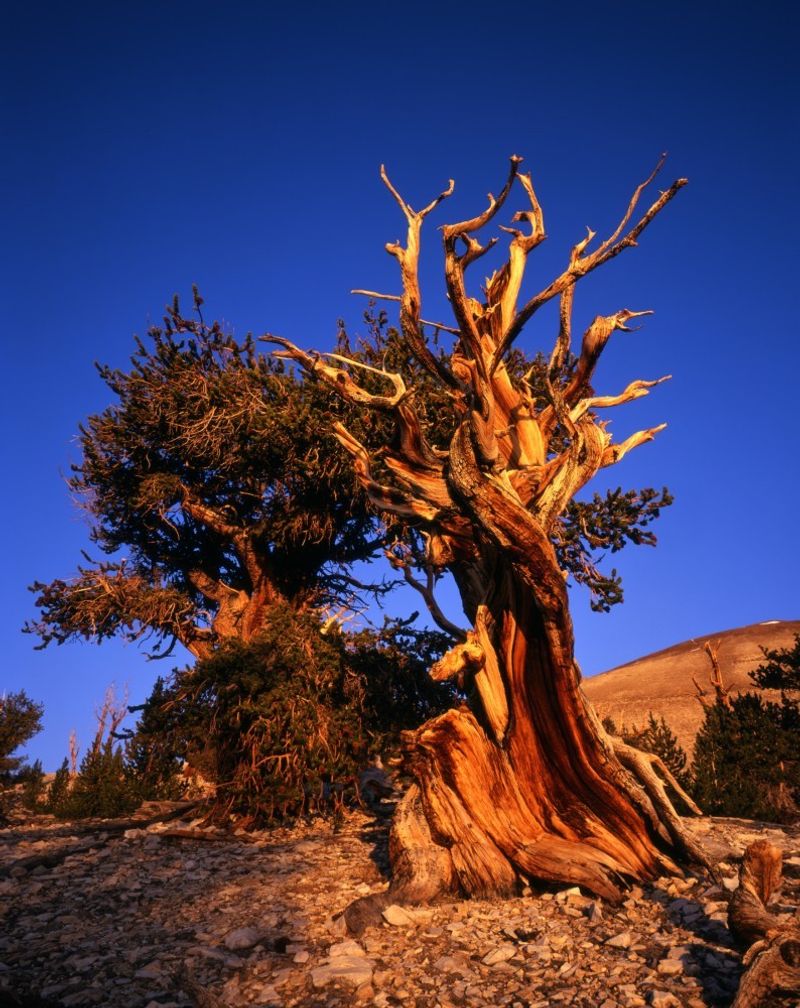 Ancient Bristlecone Pine Forest, United States