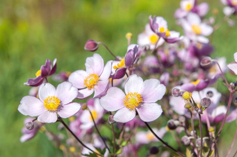 Anemones