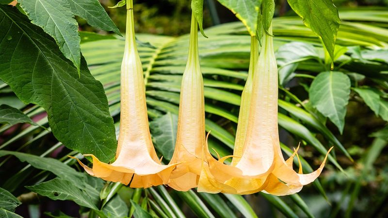 Angel's Trumpet