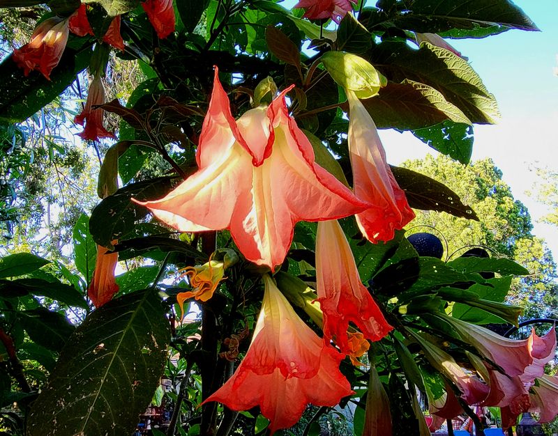 Angel's Trumpet