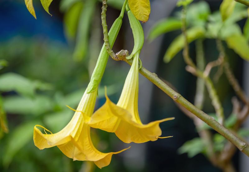 Angel's Trumpet