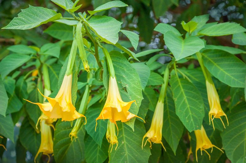 Angel's Trumpet