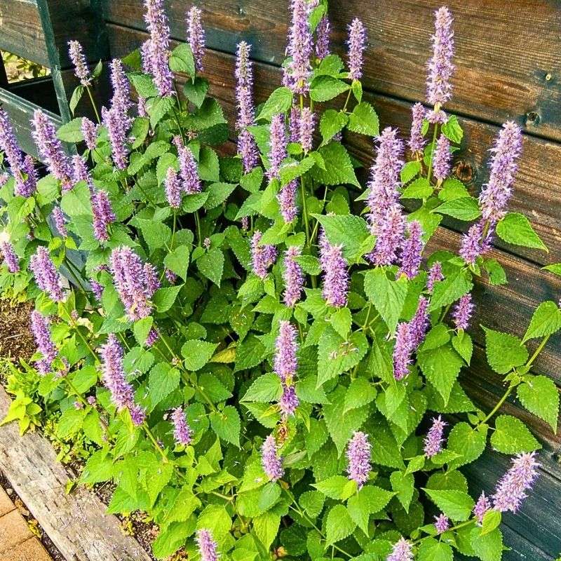 Anise Hyssop