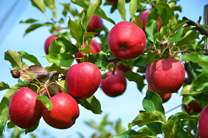 Apple Tree