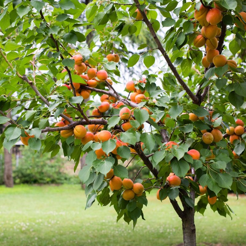 Apricot Tree