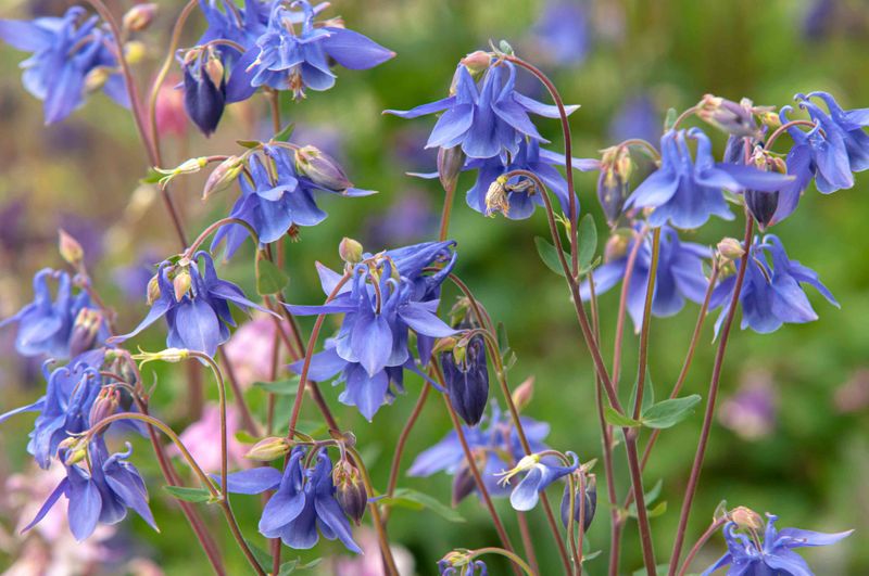 Aquilegia vulgaris (Columbine)