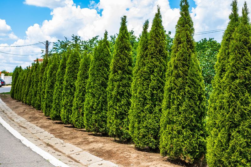 Arborvitae