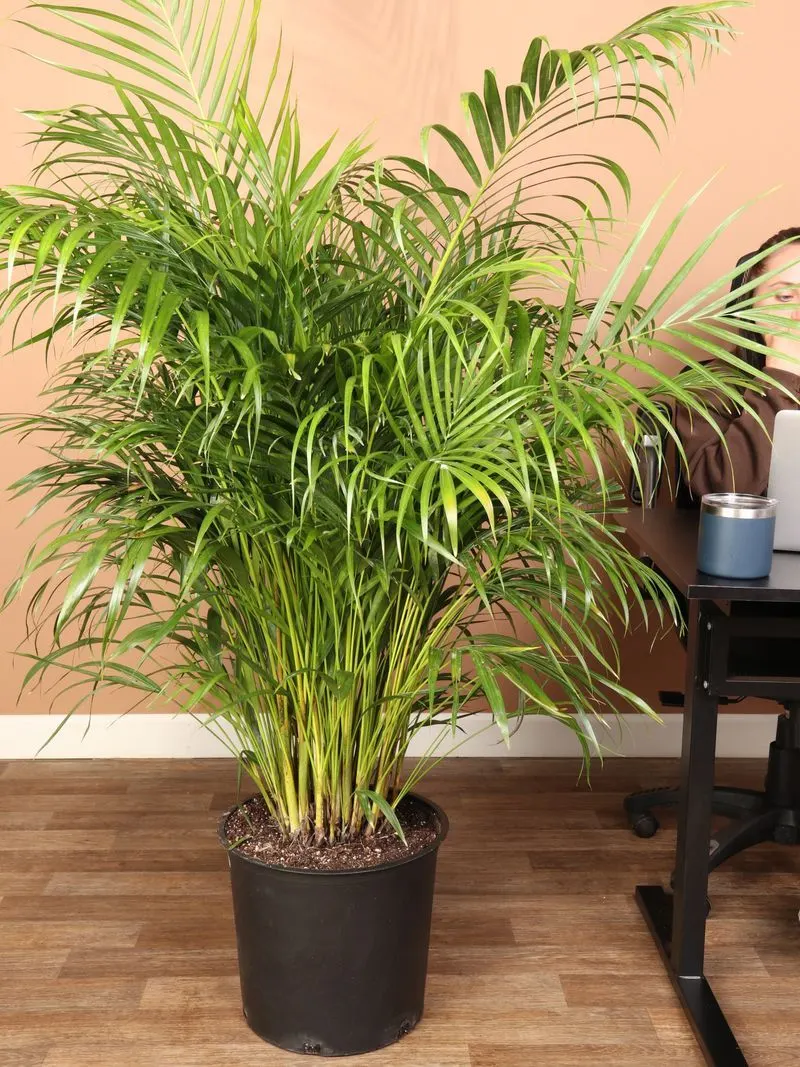 Areca Palm