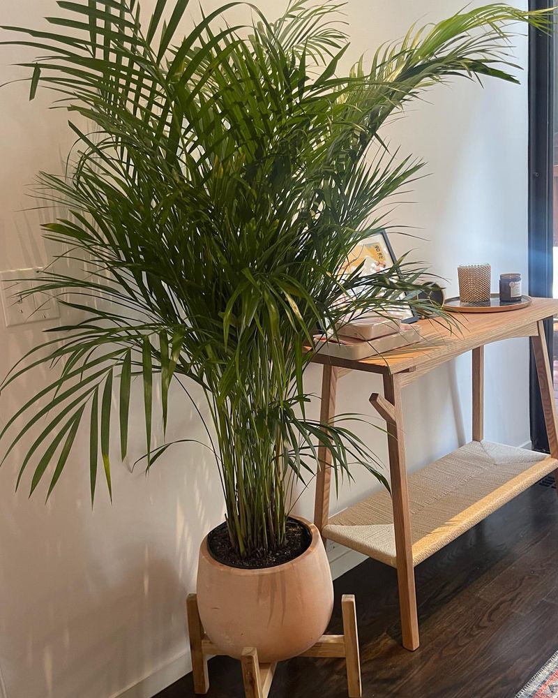 Areca Palm