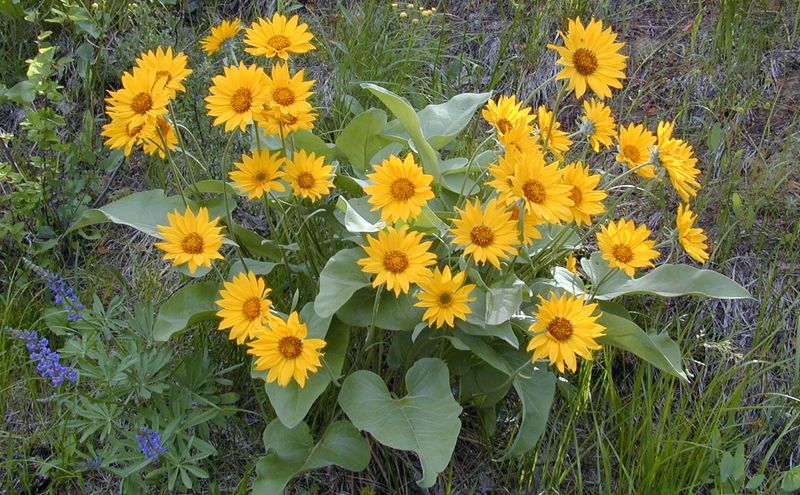 Arrowleaf Balsamroot