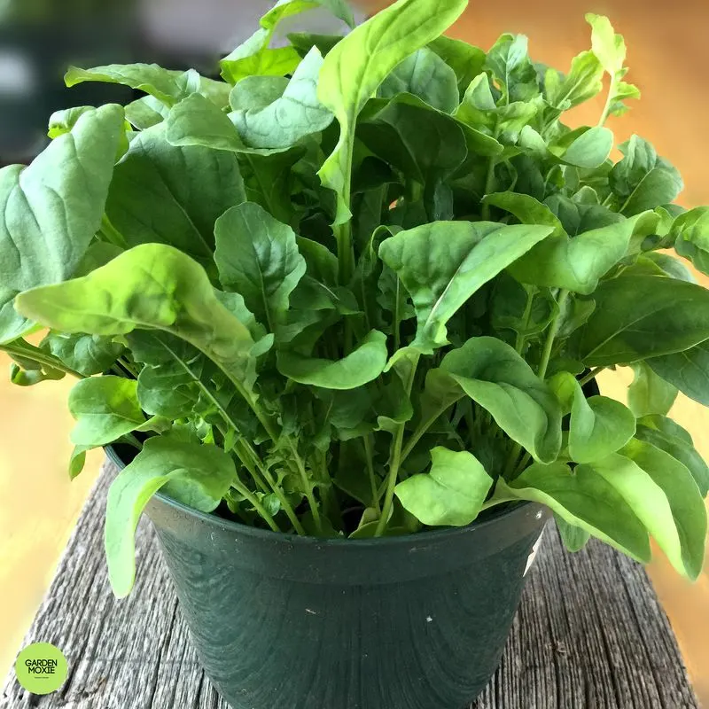 Arugula