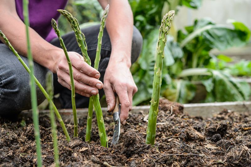 Asparagus