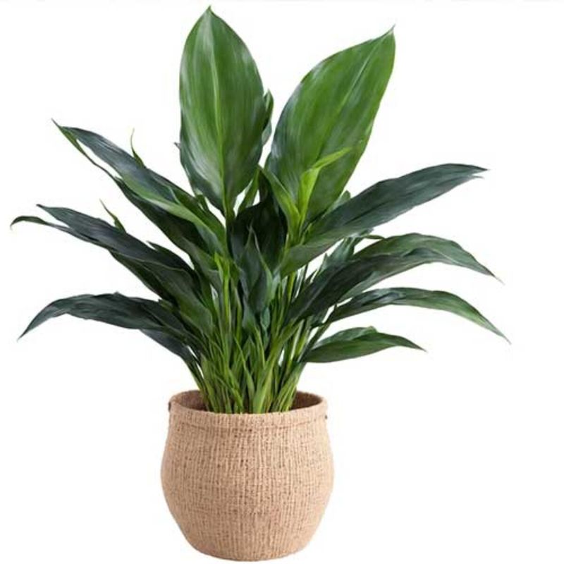 Aspidistra