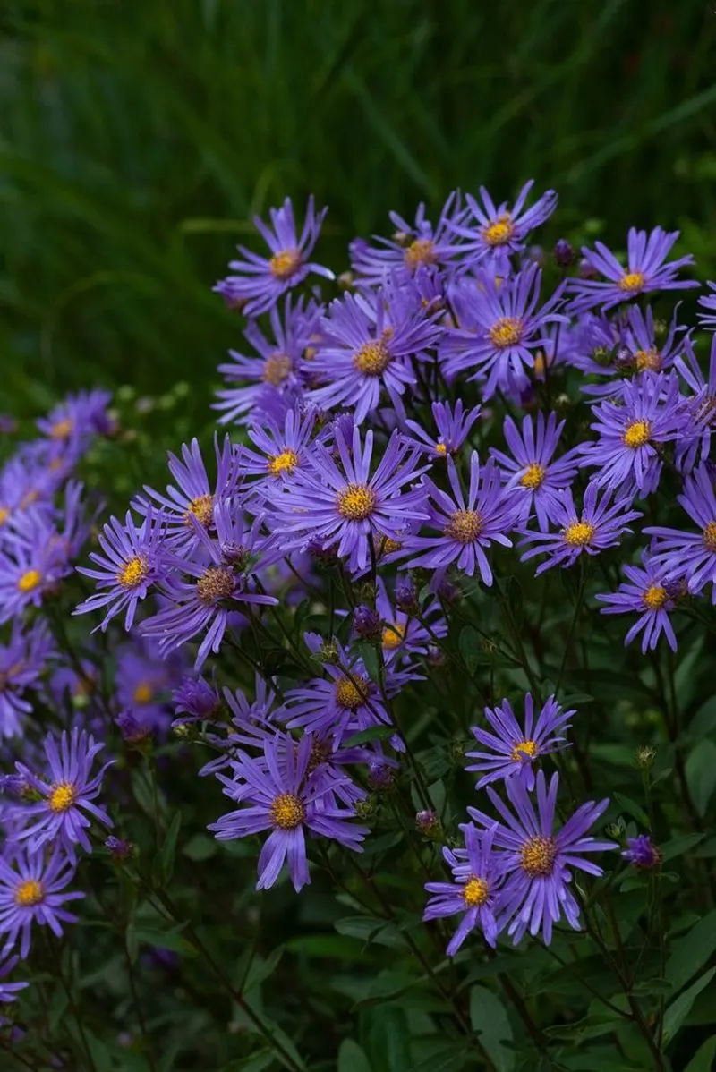 Aster