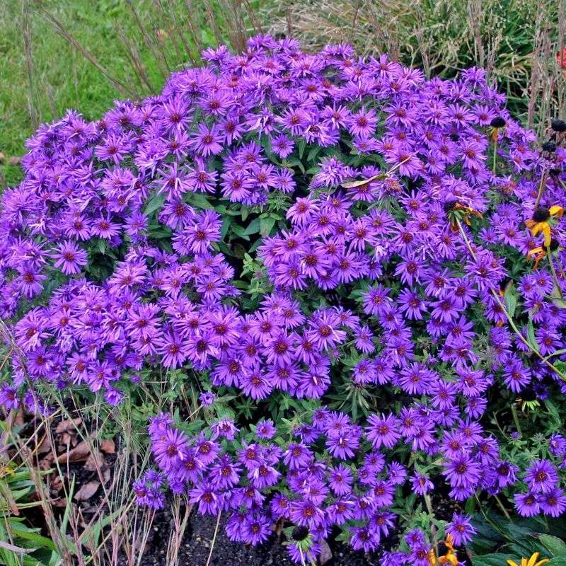 Aster (Aster novae-angliae)