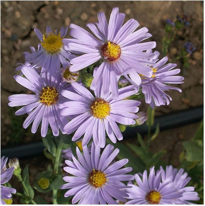 Asters