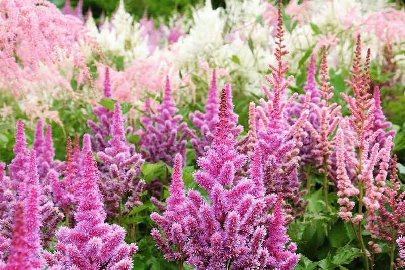 Astilbe