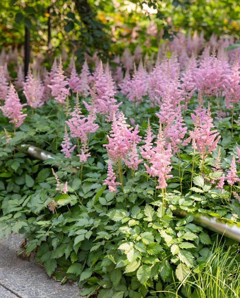 Astilbe