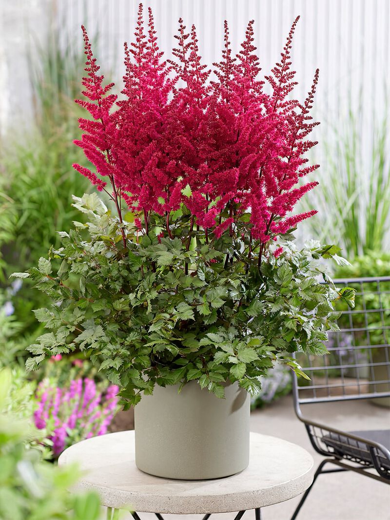 Astilbe (Astilbe chinensis)