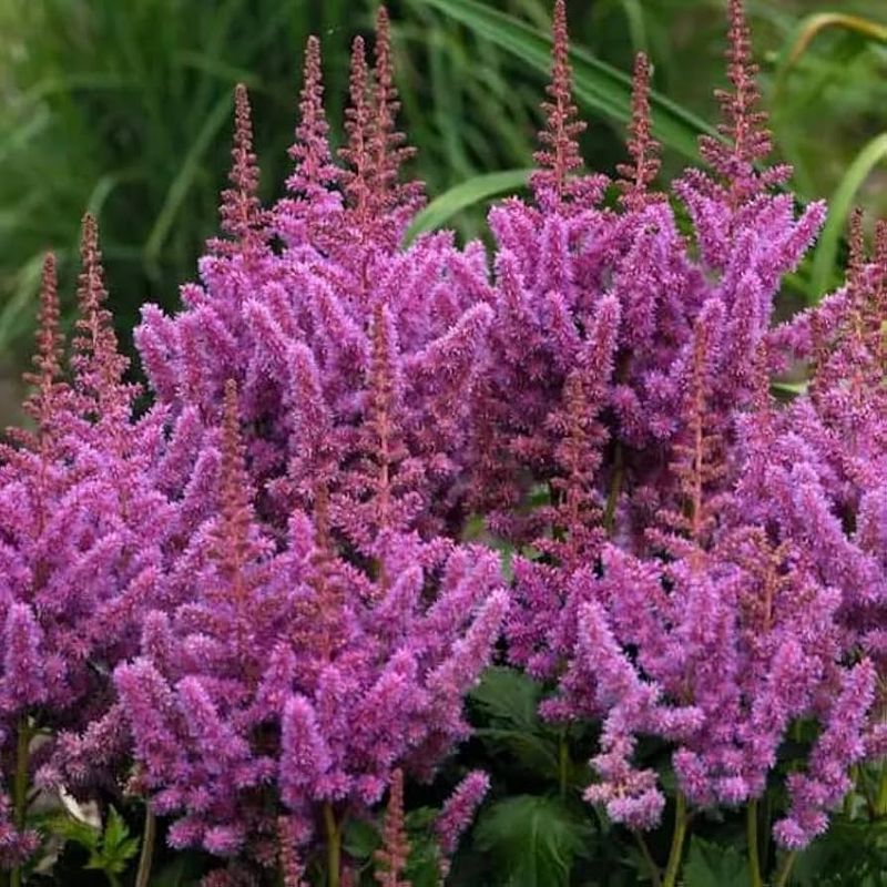 Astilbe chinensis (Chinese Astilbe)