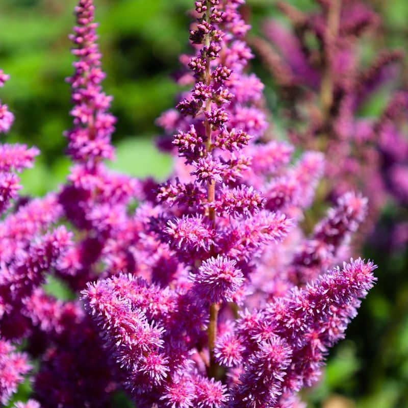 Astilbe