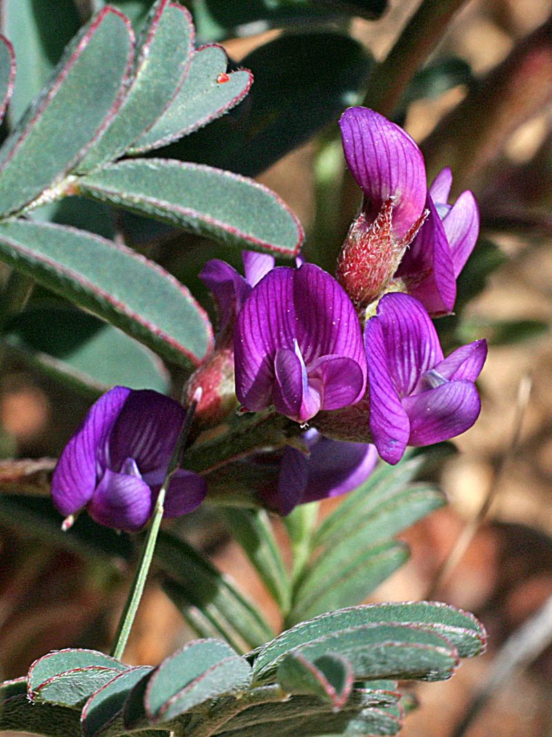 Astragalus