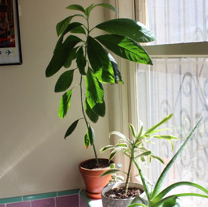 Avocado Tree