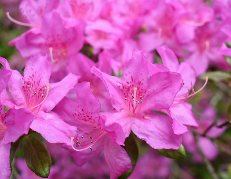 Azalea