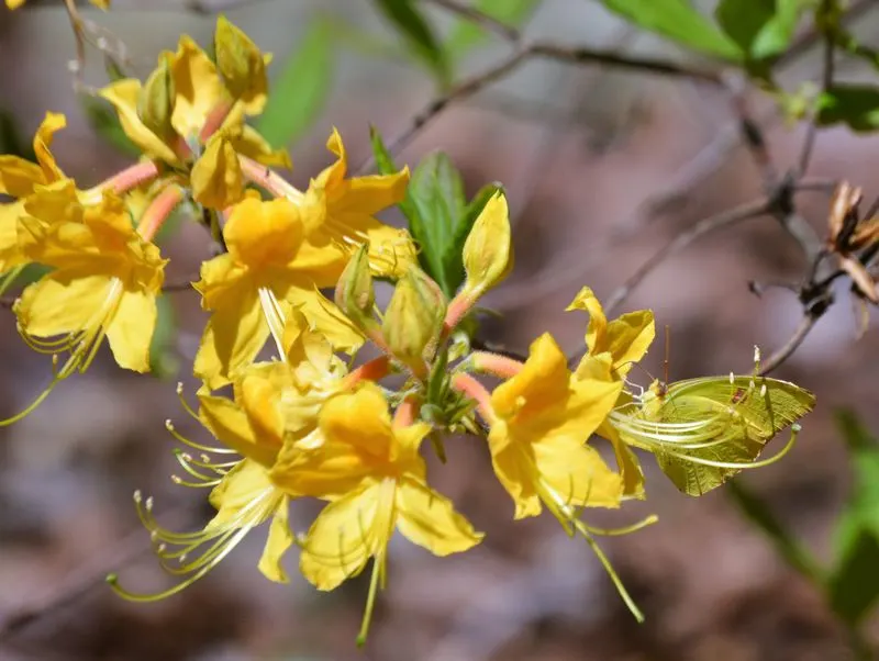 Azalea 'Admiral Semmes'