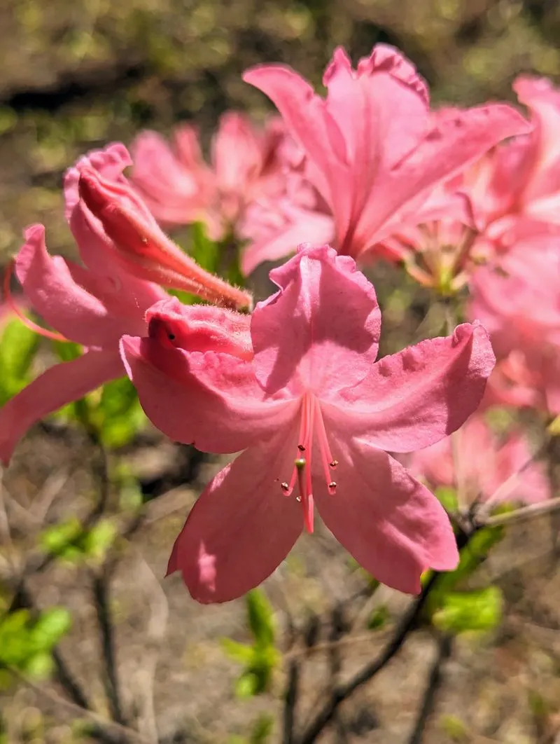 Azaleas