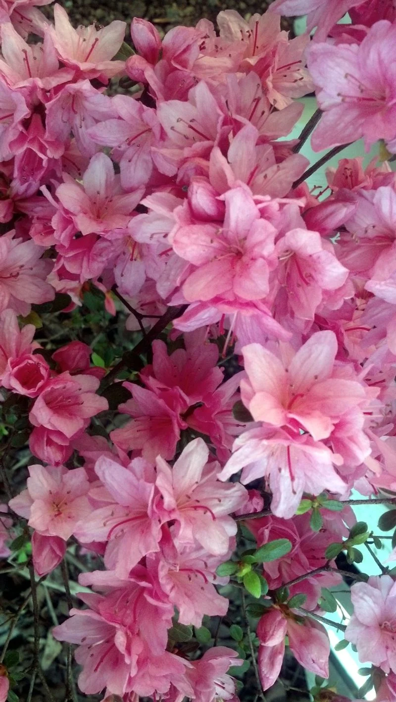 Azaleas