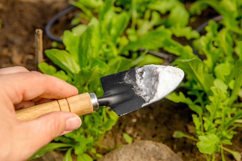 Baking Soda for Sweeter Tomatoes