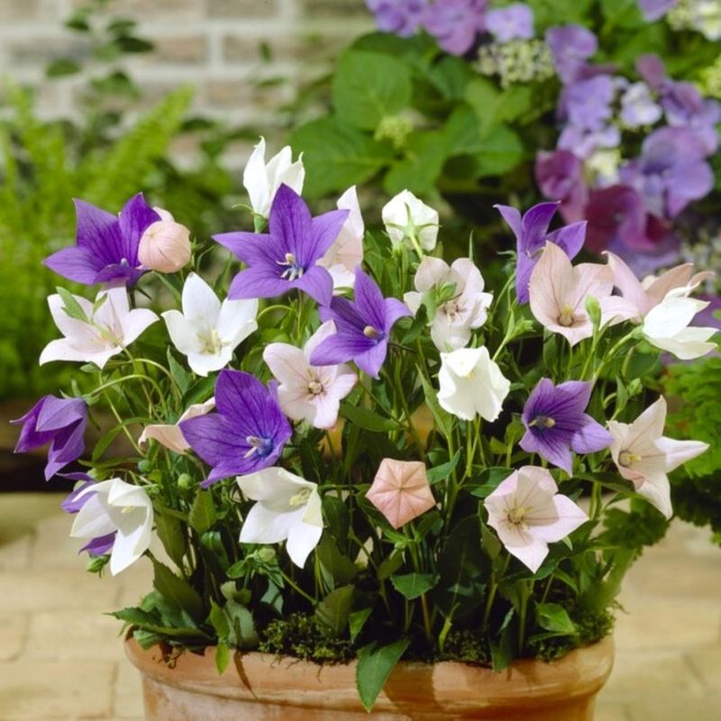 Balloon Flower (Platycodon grandiflorus)