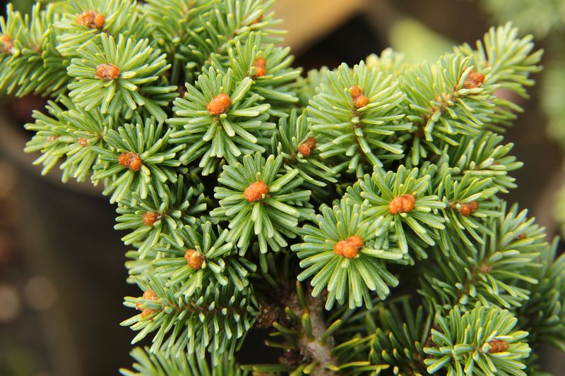 Balsam Fir