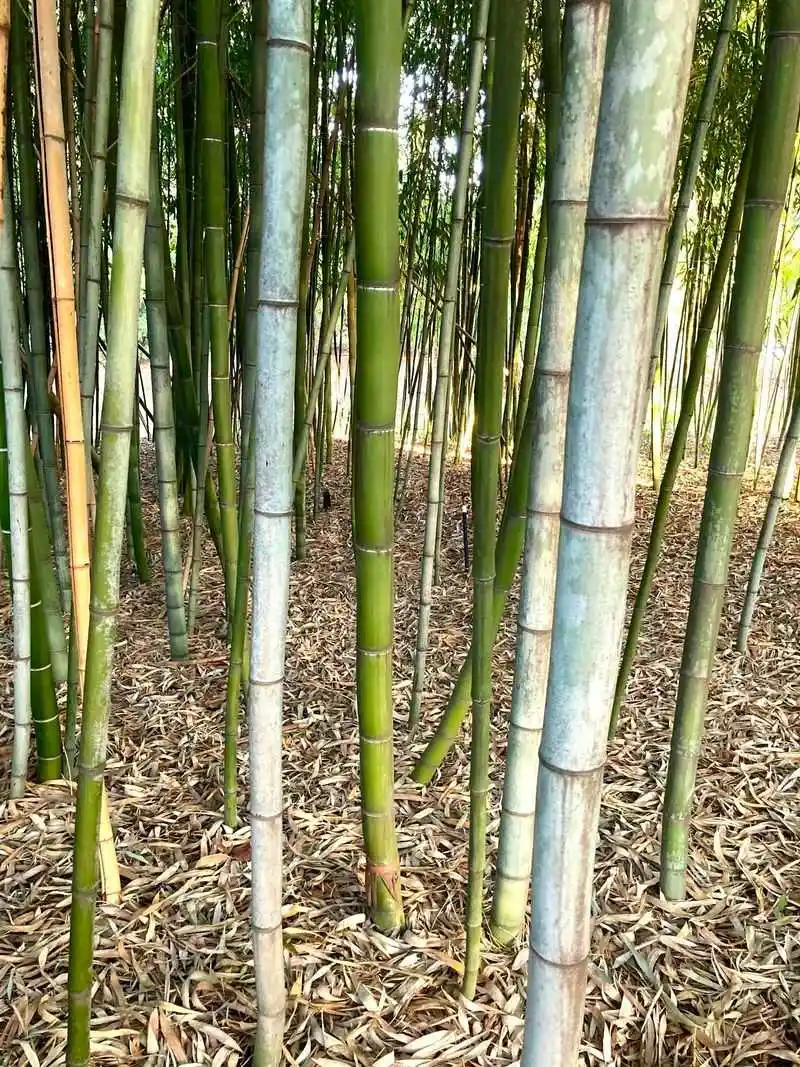 Bamboo