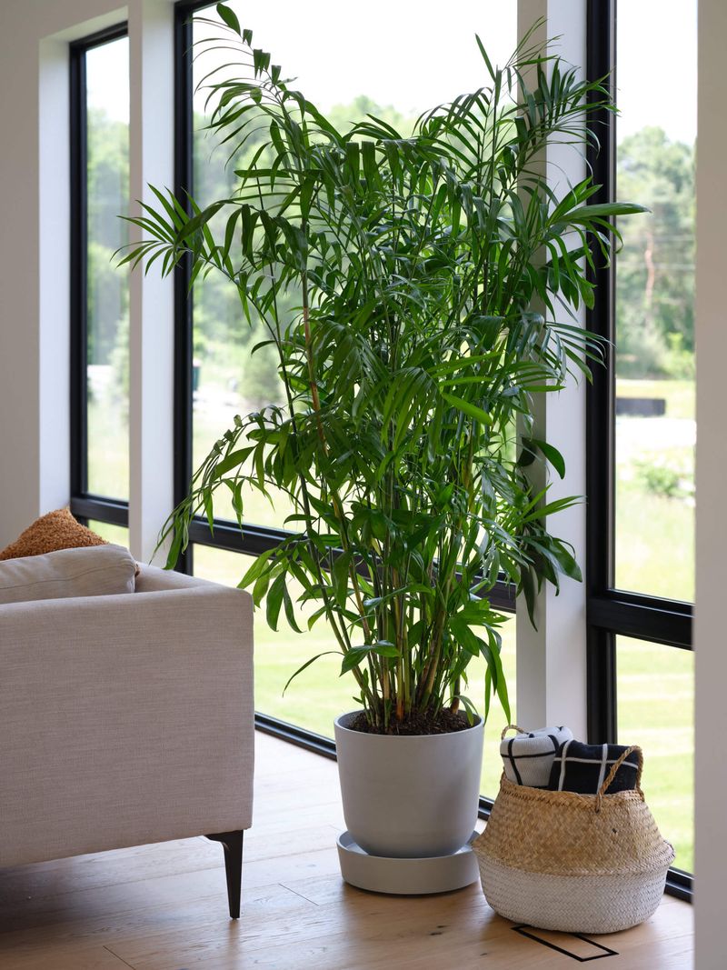 Bamboo Palm