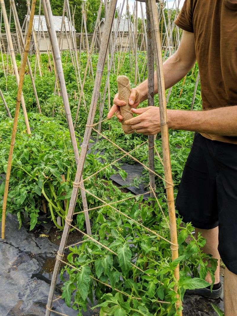 Bamboo Teepee