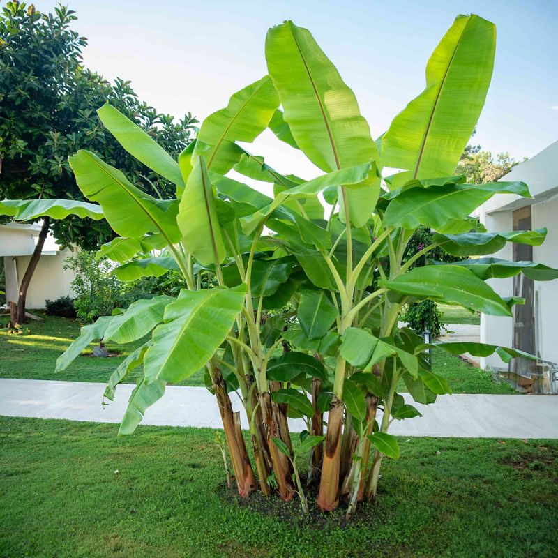 Banana Plant