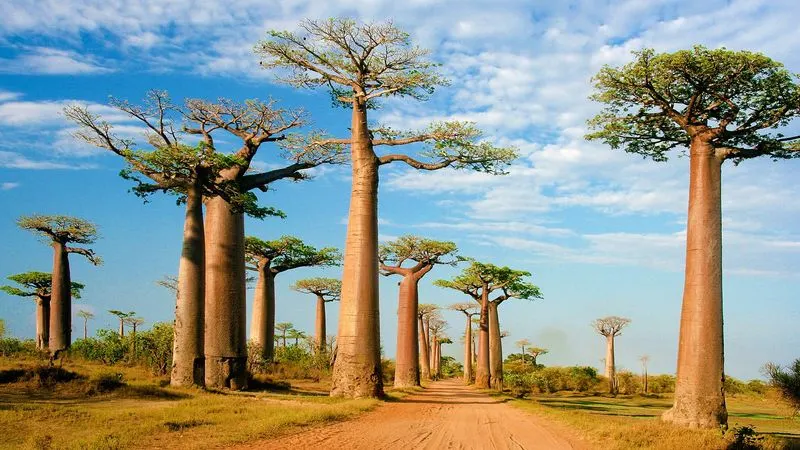 Baobab Tree