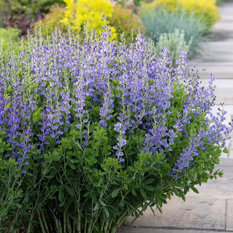 Baptisia
