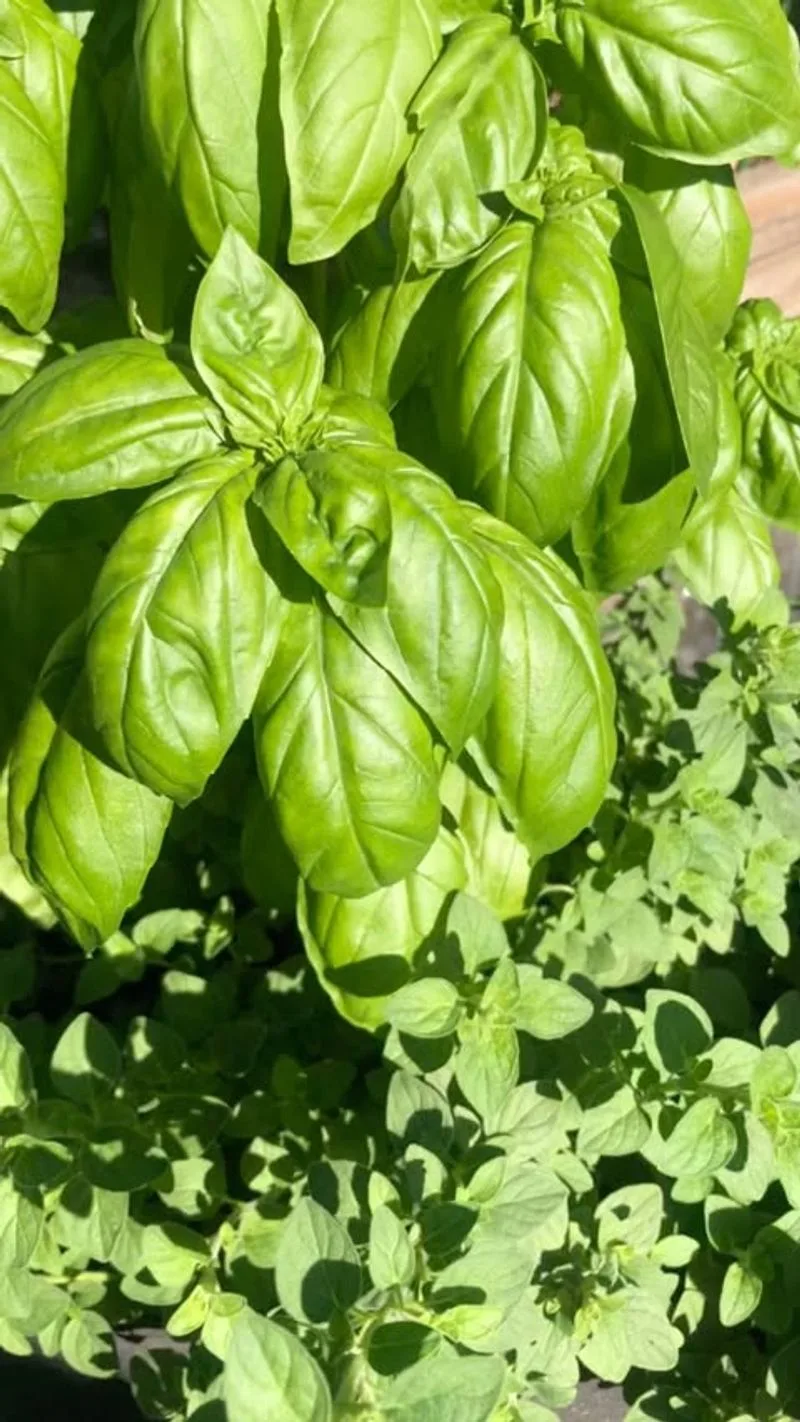 Basil