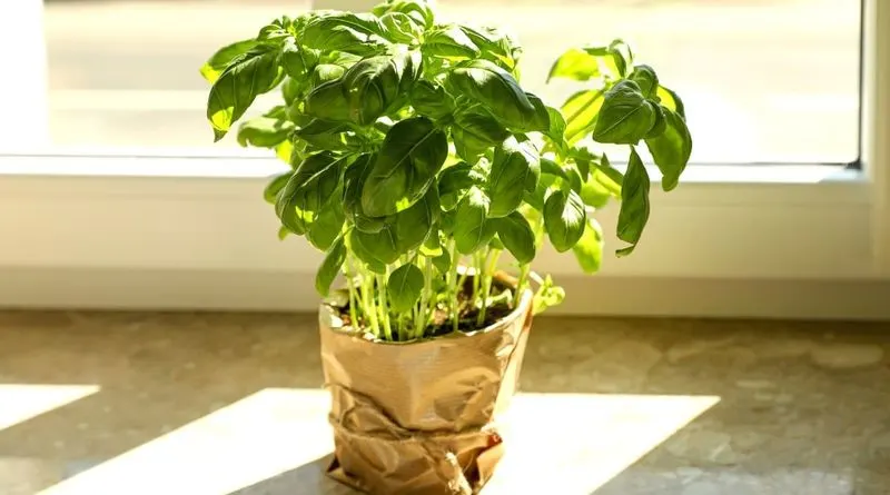 Basil