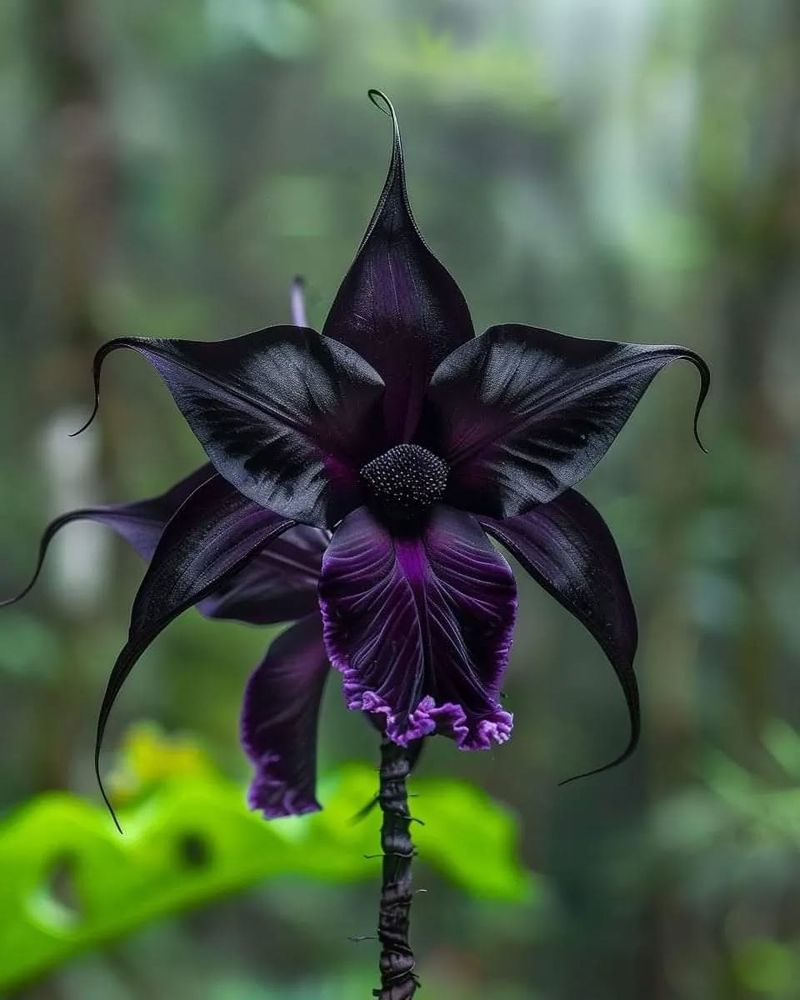 Bat Orchid