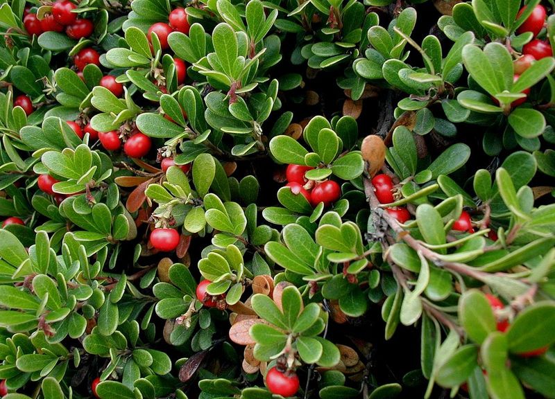 Bearberry (Arctostaphylos uva-ursi)