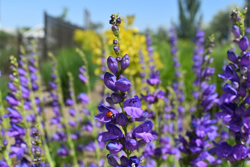 Beardtongue