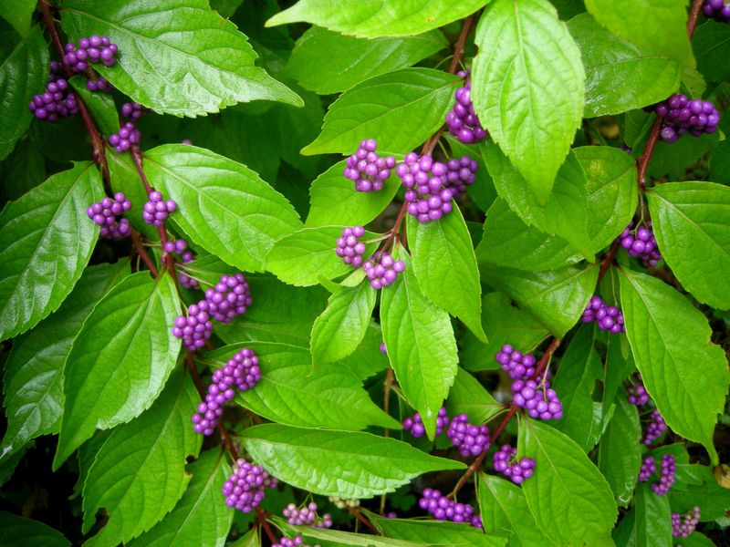 Beautyberry