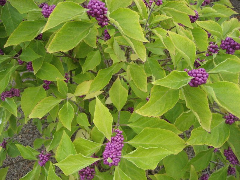 Beautyberry